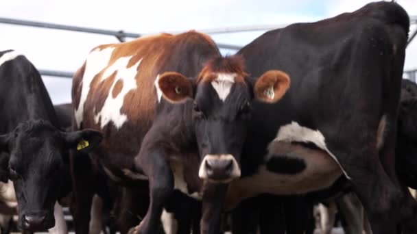Коровы Тревогой Передвигаются Фермерском Складе Снаружи Стадный Менталитет Скота — стоковое видео