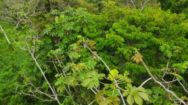 コロンビアのアマゾンの森の木の枝にぶら下がっている斜面に近づいて 空中からの眺めフルショット — ストック動画