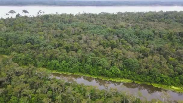 空中からの景色が撮影され コロンビアのアマゾンの森の真ん中にあるアマゾン川の風景 — ストック動画