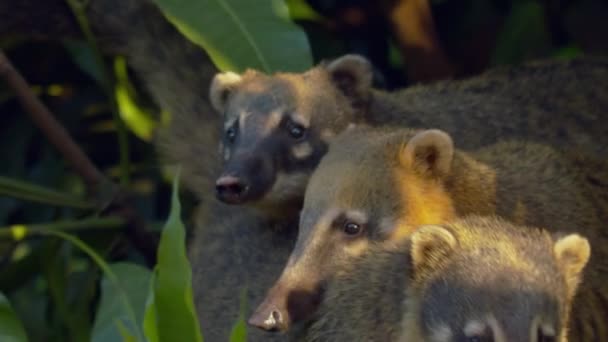 Cute Coatimundis Coati Amazon Rainforest Treetops — Stock Video