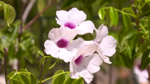 Close Shot Van Wilde Roze Bower Wijnstok Bloemen Bewegen Wind — Stockvideo