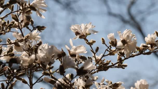 Dynamické Nízkoúhlé Záběry Rozkvetlých Květů Magnolie Stromu Běžně Vyskytují Východě — Stock video