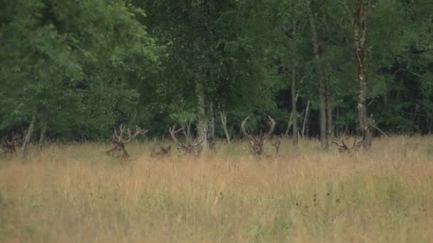 Rådjur Betar Ängen Djuret Ser Sig Omkring Hjort Letar Efter — Stockvideo