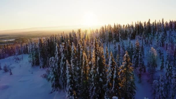 北欧の牧歌的な冬の日の出の上を飛んで空中ビュー凍結雪に輝く覆われた森林の丘の中腹の木 — ストック動画