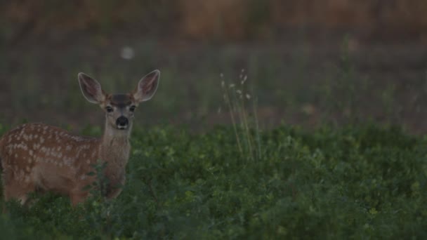 Fawn Doe Deer Tittar Kameran Grön Odling Fält — Stockvideo