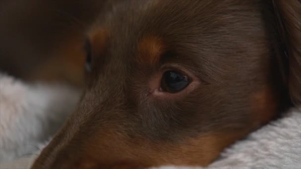 Sleepy Perro Dachshund Cerrando Abriendo Sus Ojos — Vídeo de stock