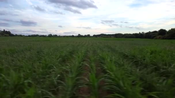 Drone Sorvolato Campo Grano Terreni Agricoli Gran Bretagna Filmati Agricoltura — Video Stock