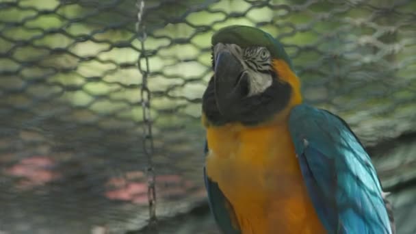 Guacamayo Azul Amarillo Balanceándose Una Jaula Cerca — Vídeos de Stock