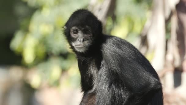 Bir Hayvanat Bahçesindeki Orman Muhafazasında Oturan Siyah Kafalı Bir Örümcek — Stok video