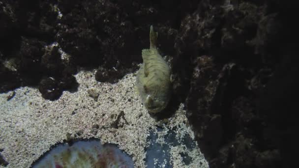 Pufferfish Ležící Vedle Korálových Útesů Pod Akváriem Zavřít — Stock video