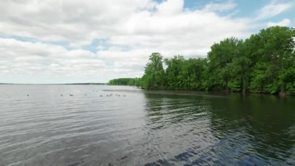 Drone Colpo Diverse Anatre Nuotare Lago Stagno Chiaro Acqua Calma — Video Stock