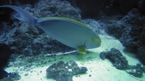 Yellowfin Surgeonfish Swimming Aquarium Tank Close — Stock Video