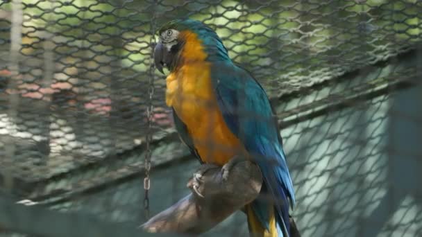 Niebieski Żółty Macaw Huśtający Się Huśtawce Zagrodzie Zoo — Wideo stockowe