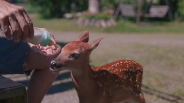 Wildlife Rescue Deer Drinks Milk Bottle Close — Stock Video