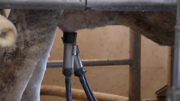 现代挤奶机的自动化工艺 奶牛的乳房被激光扫描到挤奶 靠近点 — 图库视频影像