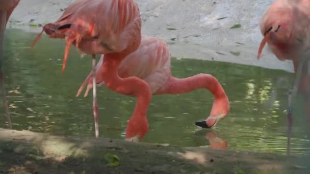 Flamboyance Amerikanska Flamingos Dricksvatten Damm Djurpark Inhägnad — Stockvideo