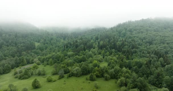 Zelené Stromy Horském Lese Zakryté Hustými Mraky Mlhou Časném Jitru — Stock video