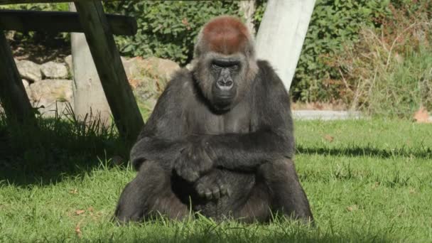 Ein Gorilla Sitzt Allein Gras Eines Zoos Weitschuss Den Ganzen — Stockvideo