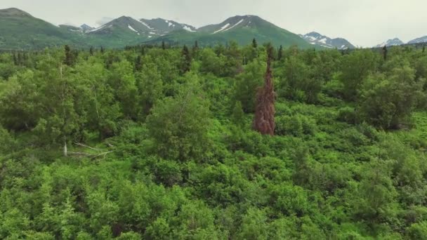 Floresta Verde Vista Panorâmica Montanha Campo Anchorage Alasca Drone Aéreo — Vídeo de Stock