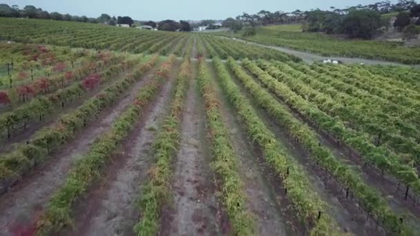 Druivenstokken Groeien Een Veld Wijngaard Barossa Valley Adelaide Zuid Australië — Stockvideo