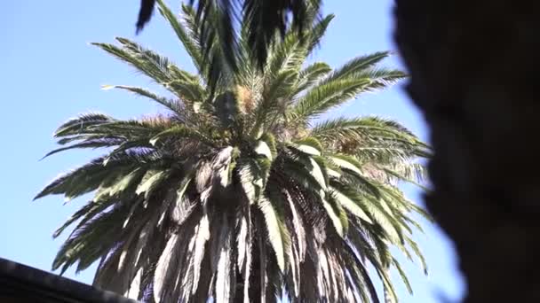 Mavi Gök Karşı Güneş Işığındaki Uzun Palmiye Ağacı Düşük Açı — Stok video