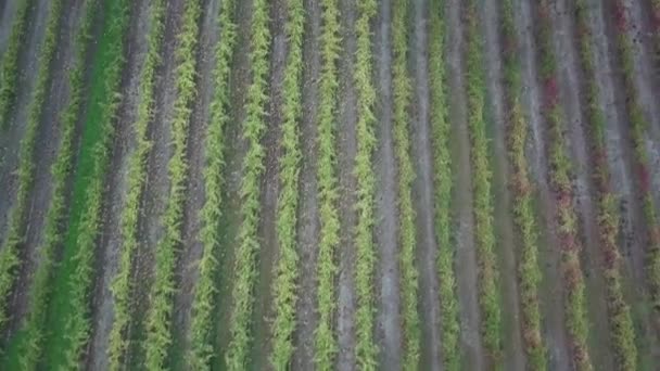 Rzędy Winorośli Winiarni Dolinie Barossa Produkcja Wina Adelaide Australia Antena — Wideo stockowe