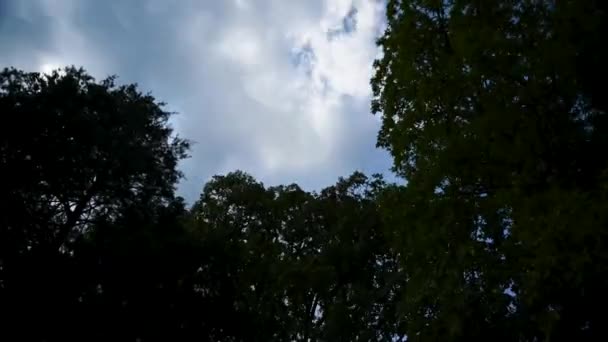 Veel Bomen Schoonheid Van Lucht Zijn Vastgelegd Met Camera — Stockvideo