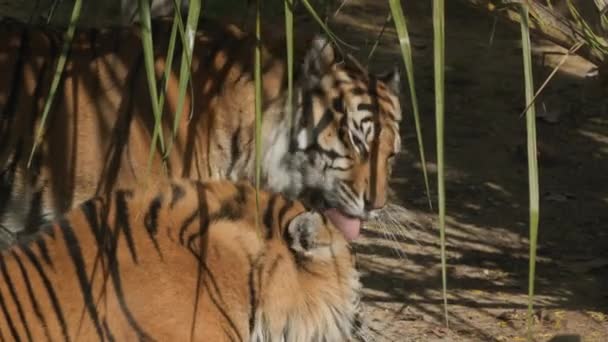 Тигр Вольере Зоопарка Чистит Своего Партнера Medium Shot — стоковое видео