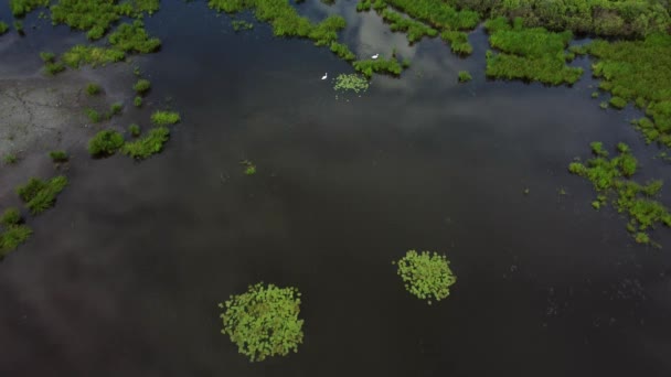 Vue Aérienne Sanctuaire Oiseaux Protégé Riche Écosystème Zones Humides Recherche — Video