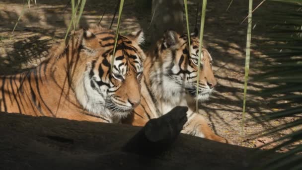 Two Tigers Lying Sun Zoo Enclosure Medium Shot — Stock Video