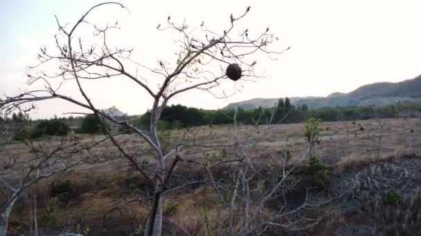 Wasp Nest Dry Tree Branch Wild Nature Vietnam Handheld Shot — Stock Video
