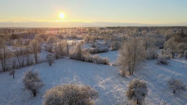 Luftaufnahme Über Schöne Große Felder Mit Vielen Bäumen Einer Verschneiten — Stockvideo