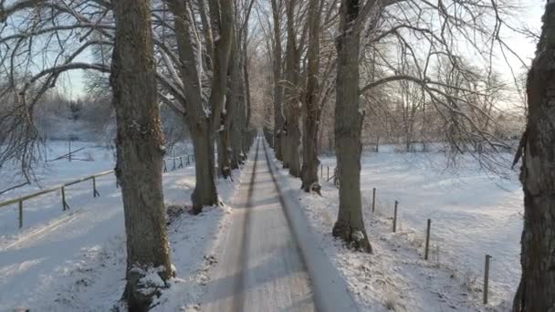 Volare Una Strada Pittoresca Attraverso Molti Vecchi Alberi Quercia Bellissimo — Video Stock