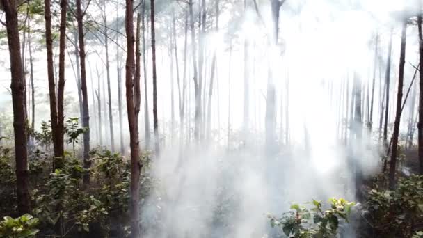 Vista Circular Fumaça Floresta Pinheiros Alto Ângulo Movimento Lento — Vídeo de Stock