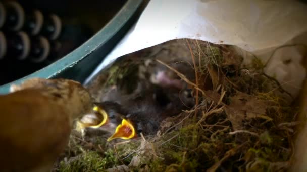 Una Madre Uccello Carolina Wren Nutre Suoi Nidiacei — Video Stock