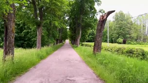 Ciclista Pov Viajando Estrada Asfalto Parque Com Cinto Árvore Verão — Vídeo de Stock