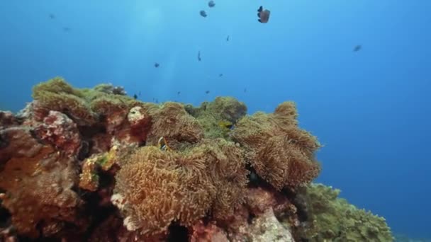 在法属波利尼西亚塔希提岛附近的珊瑚礁上 一个美丽的水下场景 小丑鱼在水晶般清澈的海水中栖息在海葵之上 — 图库视频影像