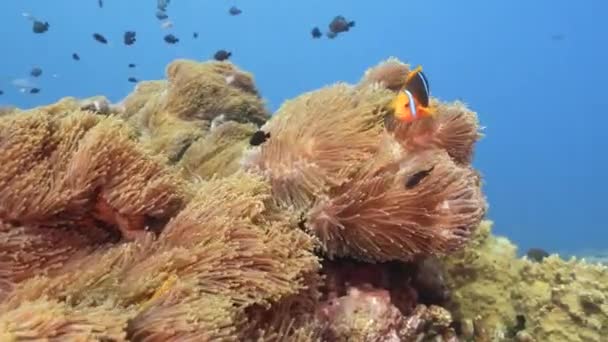 Klown Ryby Krystalicznie Czystej Wodzie Nad Anemonem Morskim Rafie Koralowej — Wideo stockowe