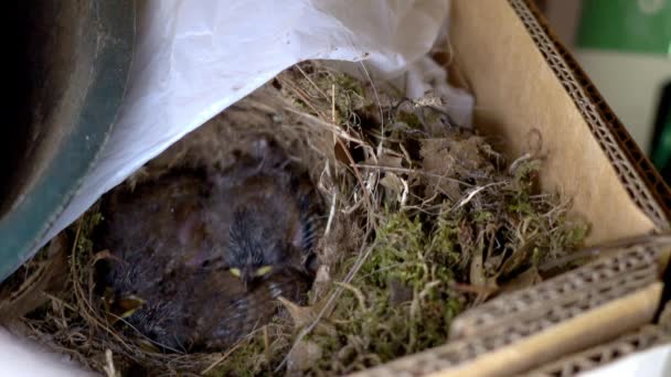 Baby Vogels Slapen Hun Nest Gebouwd Een Kartonnen Doos — Stockvideo