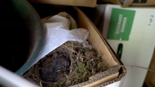 Vogelmutter Carolina Wren Füttert Ihre Babys Mit Einer Raupe Während — Stockvideo