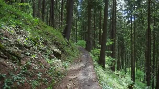Empty Dirt Road Wilderness Mountain Caminhada Eslováquia Cárpatos Dolly Shot — Vídeo de Stock