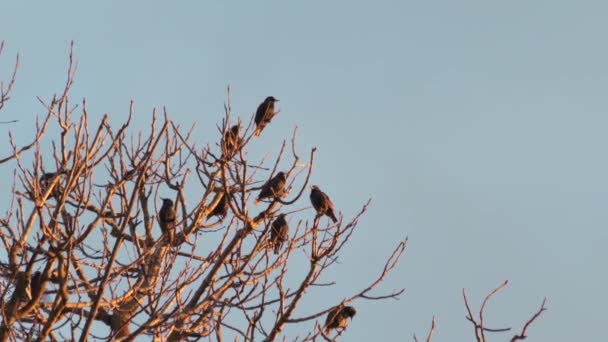 Många Starling Svarta Fåglar Träd Med Inga Blad Hoppar Runt — Stockvideo