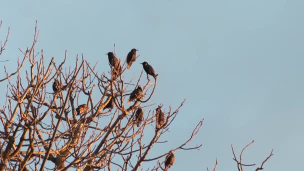 Starling Pequeños Pájaros Negros Árbol Sin Hojas Saltando Alrededor Medium — Vídeos de Stock