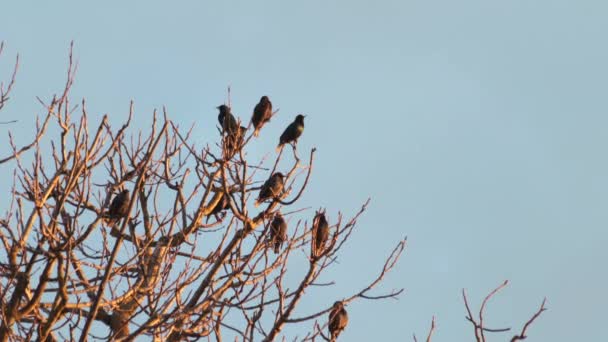 Massor Små Starling Svarta Fåglar Träd Med Inga Blad Medium — Stockvideo