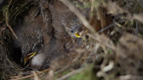 Drie Carolina Wren Thryothorus Ludovicianus Nestjongen Een Ongebroed Een Nest — Stockvideo