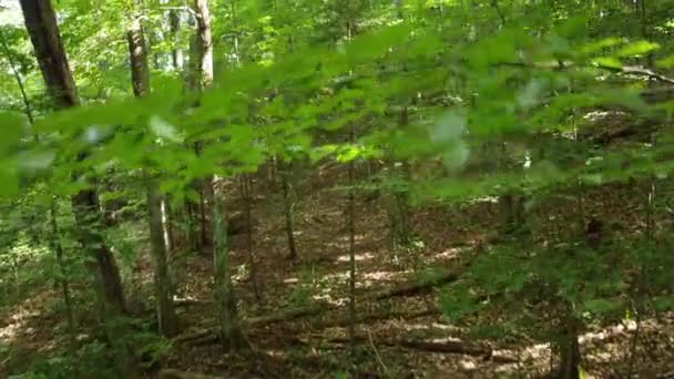 Беспилотник Летит Низко Лесам Прекрасного Пышного Зеленого Леса — стоковое видео