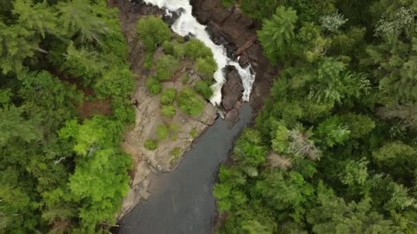 小川はゆっくりと森の中を流れ 渓谷の白い水の流れになります — ストック動画