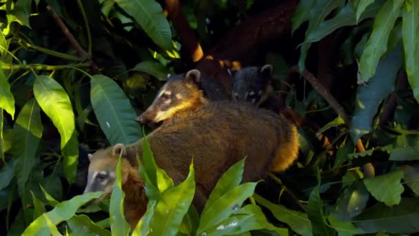 Coatimundis Eller Coati Träden Amazonas Regnskog Dagtid — Stockvideo