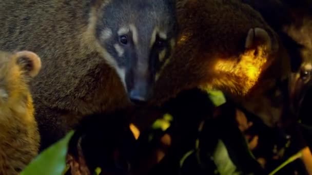 Family Group Coati Trees Amazon Rainforest Sniffing Food — Stock Video