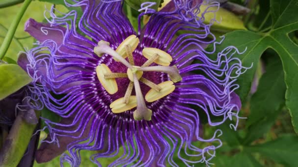 Close Shot Beautiful Purple Passion Flower — Stock Video